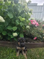 Bella, a female German Shepherd Dog for sale in Fort Wayne, IN – 1 of 2