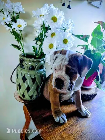 Daisy – Olde English Bulldogge puppy for sale in Fort Wayne, IN