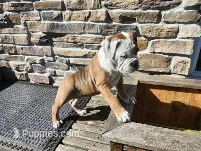 Daisy – Olde English Bulldogge puppy for sale in Fort Wayne, IN