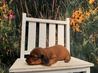 Lizzy, a female Miniature Dachshund for sale in Russellville, AR – 2 of 4