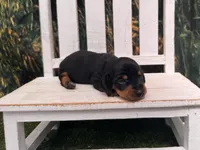 Daisy, a female Miniature Dachshund for sale in Russellville, AR – 3 of 5
