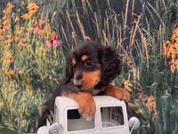 Milo, a male Miniature Dachshund for sale in Bella Vista, AR – 2 of 4