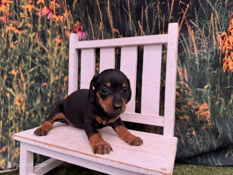 Tiny Louie – Miniature Dachshund puppy for sale in Harrisonville, MO