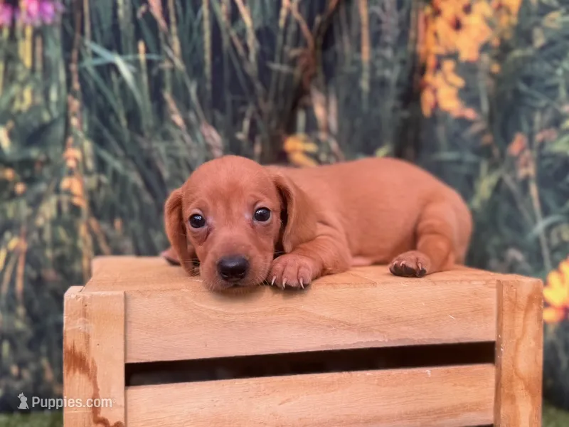 Dolly – Miniature Dachshund puppy for sale in New York, NY