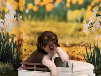 Hank, a male Miniature Dachshund for sale in Bella Vista, AR – 4 of 5