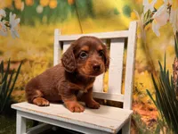 Rocky, a male Miniature Dachshund for sale in Kansas City, KS – 3 of 3