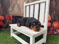 Hans, a male Miniature Dachshund for sale in Russellville, AR – 2 of 3