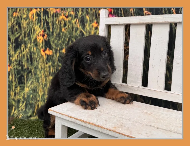 Hank – Miniature Dachshund puppy for sale in Harrisonville, MO