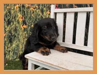 Hank, a male Miniature Dachshund for sale in Harrisonville, MO – 1 of 4