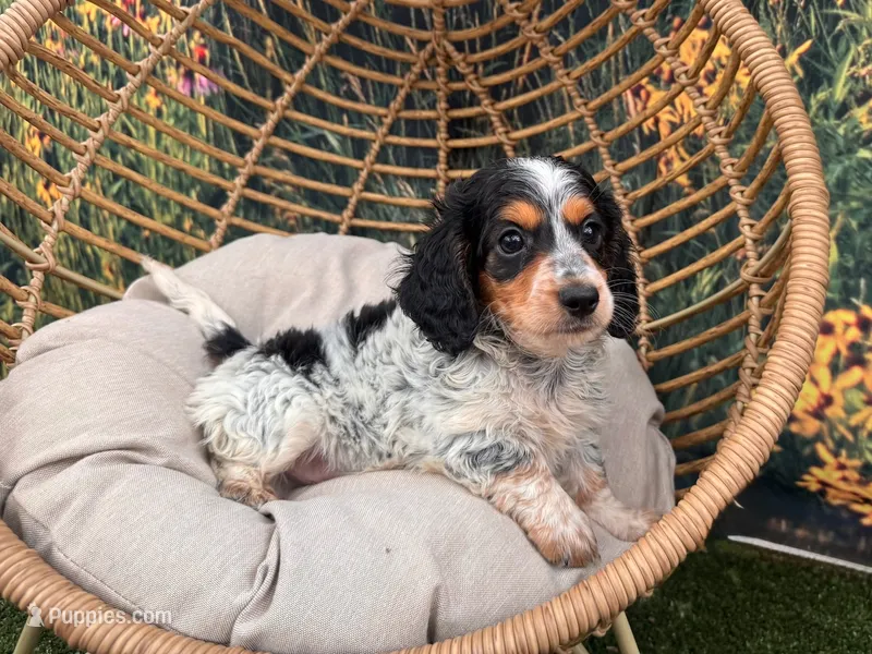 Frankie – Miniature Dachshund puppy for sale in Bella Vista, AR
