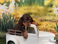 Hershey, a male Miniature Dachshund for sale in Bella Vista, AR – 2 of 4