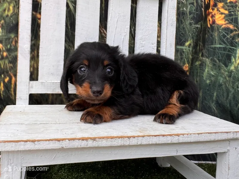 Benji – Miniature Dachshund puppy for sale in Russellville, AR