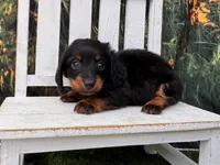 Benji, a male Miniature Dachshund for sale in Russellville, AR – 1 of 7