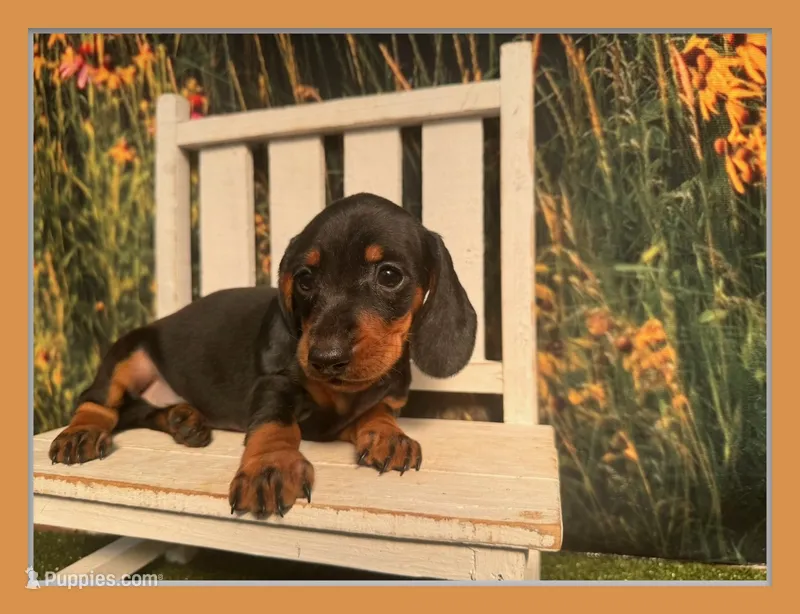 Tiny KC  – Miniature Dachshund puppy for sale in Saint Petersburg, FL