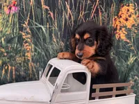 Winston, a male Miniature Dachshund for sale in Bella Vista, AR – 4 of 4