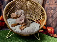 Isabella, a female Miniature Dachshund for sale in Russellville, AR – 3 of 7