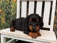 Grace, a female Miniature Dachshund for sale in Saint Petersburg, FL – 1 of 4