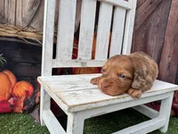 Dottie, a female Miniature Dachshund for sale in Russellville, AR – 2 of 4