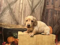 Caesar, a male Miniature Dachshund for sale in New York, NY – 2 of 2