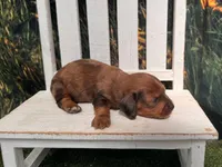Barney, a male Miniature Dachshund for sale in Russellville, AR – 2 of 2