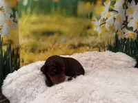 Rocky, a male Miniature Dachshund for sale in Kansas City, MO – Photo 1 of 3