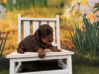 Rosie, a female Miniature Dachshund for sale in Harrisonville, MO – 4 of 4