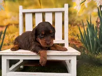 Rosie, a female Miniature Dachshund for sale in Harrisonville, MO – 2 of 4