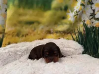 Rocky, a male Miniature Dachshund for sale in Kansas City, MO – Photo 3 of 3