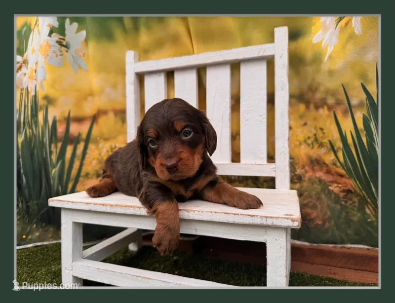 Rosie – Miniature Dachshund puppy for sale in Harrisonville, MO