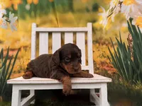 Rosie, a female Miniature Dachshund for sale in Harrisonville, MO – 3 of 4