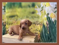 Willow, a female Dachshund and Miniature Dachshund for sale in Bella Vista, AR – Photo 1 of 2