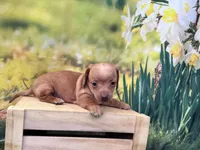 Willow, a female Dachshund and Miniature Dachshund for sale in Bella Vista, AR – Photo 2 of 2