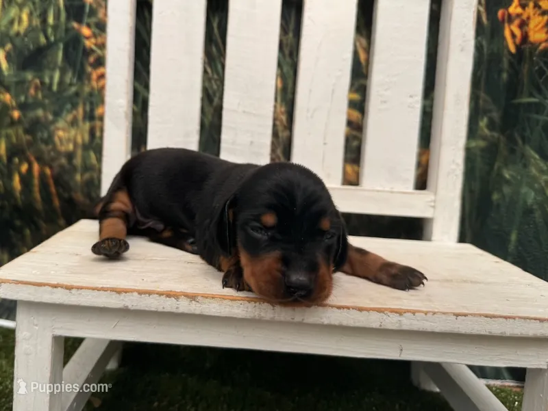KC – Miniature Dachshund puppy for sale in Russellville, AR