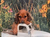 Lizzy , a female Miniature Dachshund for sale in Saint Petersburg, FL – 5 of 5