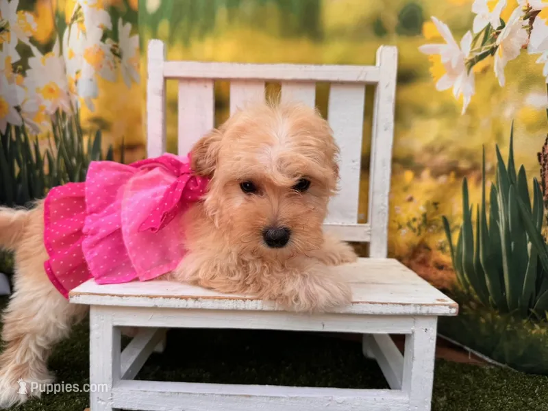 Can del. to KC or Springfield Mo June 5 Belle, a female Maltipoo for sale in Kansas City, KS – 1 of 3