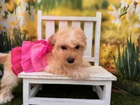 Can del. to KC or Springfield Mo June 5 Belle, a female Maltipoo for sale in Kansas City, KS – 1 of 3