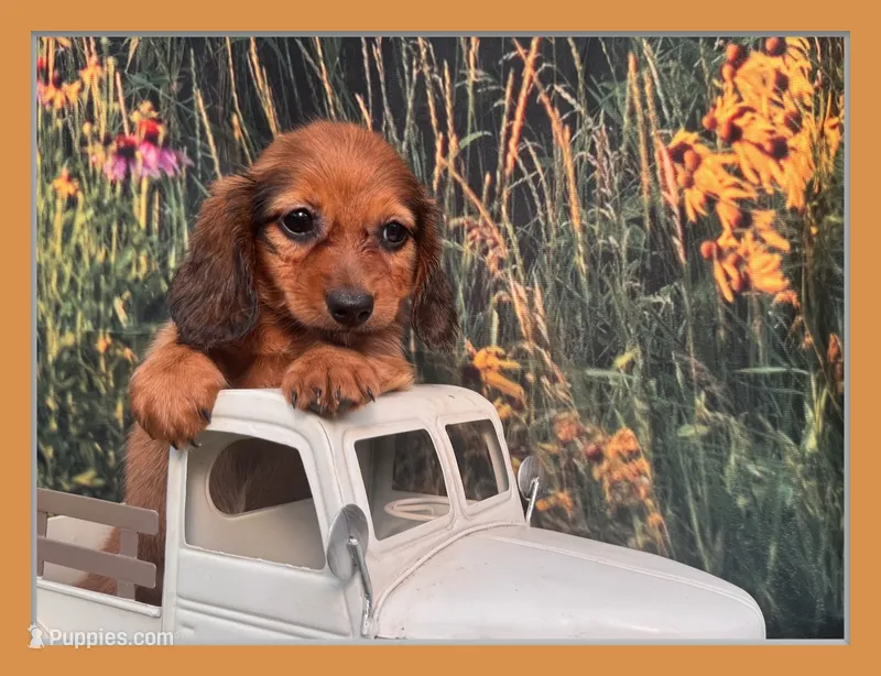 Lizzy  – Miniature Dachshund puppy for sale in Saint Petersburg, FL