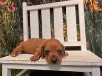 Bella, a female Miniature Dachshund for sale in Russellville, AR – 3 of 3