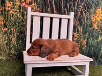 Barney, a male Miniature Dachshund for sale in Russellville, AR – 3 of 4