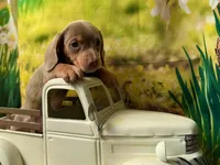 Maggie, a female Dachshund and Miniature Dachshund for sale in Bella Vista, AR – Photo 3 of 4