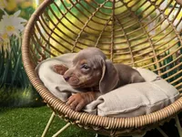 Maggie, a female Dachshund and Miniature Dachshund for sale in Bella Vista, AR – Photo 4 of 4