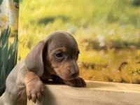 Maggie, a female Dachshund and Miniature Dachshund for sale in Bella Vista, AR – Photo 2 of 4