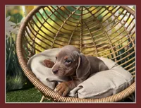 Maggie, a female Dachshund and Miniature Dachshund for sale in Bella Vista, AR – Photo 1 of 4