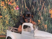 Tiny Fritz , a male Miniature Dachshund for sale in Saint Petersburg, FL – 2 of 4