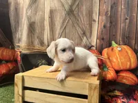 Stella, a female Miniature Dachshund for sale in New York, NY – 2 of 3