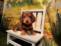Heidi, a female Miniature Dachshund for sale in Kansas City, KS – 3 of 3