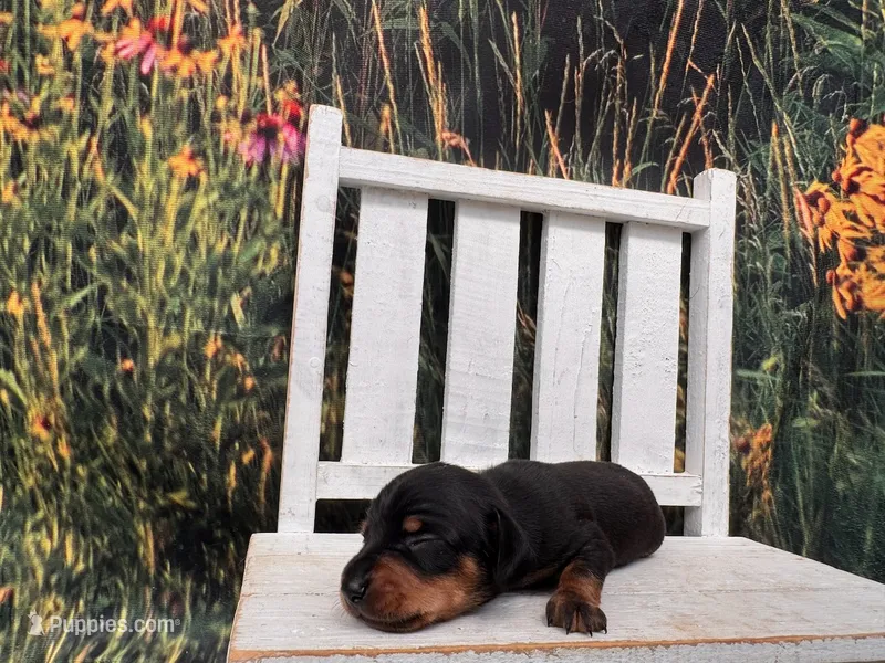Louie – Miniature Dachshund puppy for sale in Russellville, AR