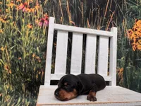 Louie, a female Miniature Dachshund for sale in Russellville, AR – 1 of 2
