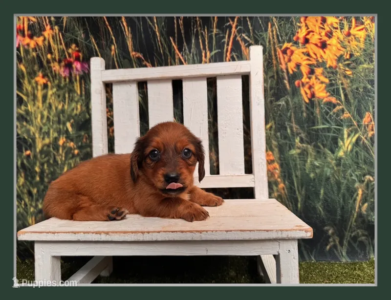 Lizzy – Miniature Dachshund puppy for sale in Russellville, AR