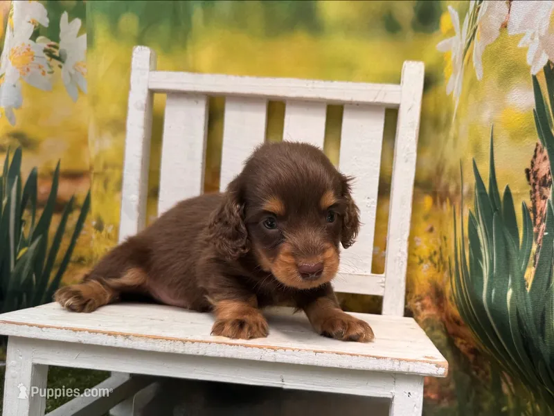 COOPER – Miniature Dachshund puppy for sale in Kansas City, KS